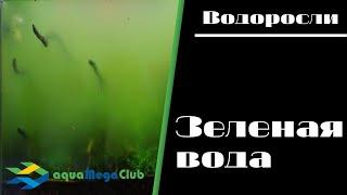 Зеленое цветение воды в аквариуме - что делать?