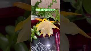 I don’t know the name of this plant #beautiful #indoorplants #yellow #flowers #love #laniwonderwoman