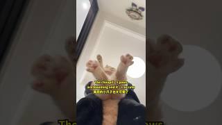 If you pick up a cat, will its claws bloom? #cat #pets #choupi