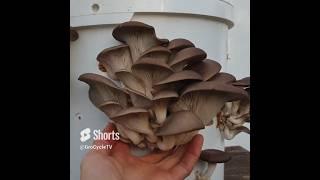 Grow Mushrooms In A Bucket! (Super Easy Method) | GroCycle #shorts #growmushrooms