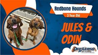 Double Trouble: Odin & Jules' Off-Leash Training in OKC