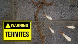 Warning Signs of Termites