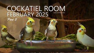 Cockatiel Room: February 2025 | Seeds Tray on Front Table - Part 3