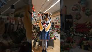 The Tiger's Touch #tiger #touch #youtube #youtubeshorts #shorts #short #youtube #yt