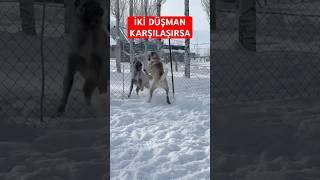 #REYNA #ZİNDAN #kangaldog #kangal #animals #dişikangal