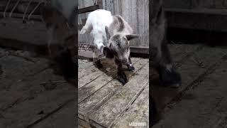 эти крошки меньше кошки!
