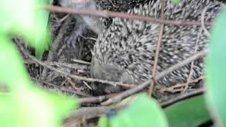 Hedgehog nest