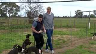 GRV Extra - Melbourne's Dog Days Just Beginning