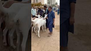 MASHAALLAH #qurbani #2025 #goat #shorts #short