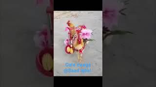 The cute murga and beautiful dies murga love #shorts #viral #youtube #chicken #murgalovers #live