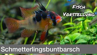 Schmetterlingsbuntbarsch - Mikrogeophagus ramirezi | Liquid Nature Fisch Vorstellung