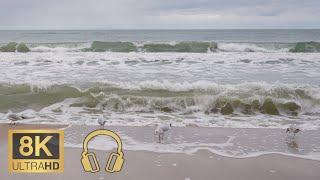 Seagulls on Svetlogorsk beach ~ 8К 50fps ~ The sound of the Baltic Sea waves