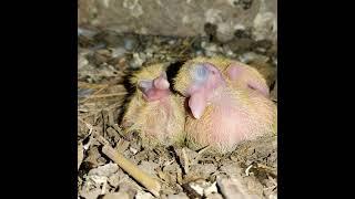 baby Pigeons growth #shorts