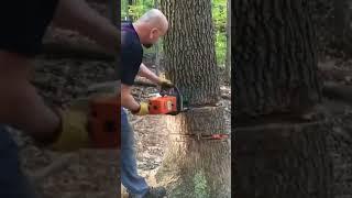 The King of Firewood finally fells the oak stub from HELL