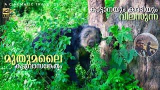 Mudumalai Tiger Reserve, Tamilnadu | A Forest for Animal Lovers.