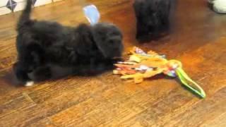 SafariDoodles: Bordoodle black pups playing