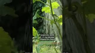 Правила огорода на даче XXI века Дачный агроном