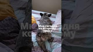 Французский бульдог не хочет вставать