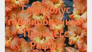 Гладиолус гофрированный Принцесс Раффл  обзор: как сажать, луковицы гладиолуса Принцесс Раффл