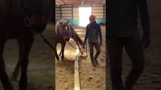 Rehabbing a 20 year old horse with bone-on-bone arthritis in his right front pastern with abduction