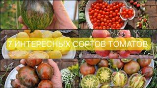 7 интересных сортов томатов для выращивания! Экзотические сорта томатов , обзор и дегустация 