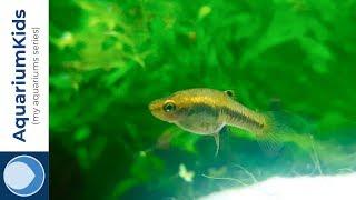 Least Killifish (Heterandria formosa) swimming while giving birth (4K UHD)