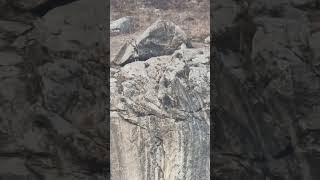 Tajikistan wildlife #markhor #huntingphoto #hunter #hunting #hunt