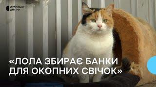 Волонтерить для ЗСУ: безпритульна кішка допомагає збирати банки для оконих свічок у Кривому Розі