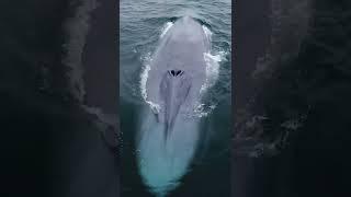 Blue Whale: The Largest Animal In The World