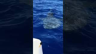 When I went fishing with my uncle and got blessed to see a whale shark. 