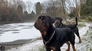 Rottweilers Day Out In The Snow