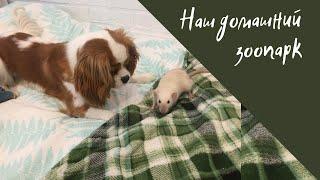 Подружки  Как живут вместе собака и крыса Дамбо ? #cavalierkingcharles #rat #mybestfriend