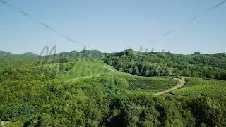 The mountains are covered with forest and the tea plantation. Sochi, Russia, From Dron