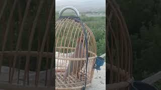 keklik sesi chakor birds shikari chkor voice awaz