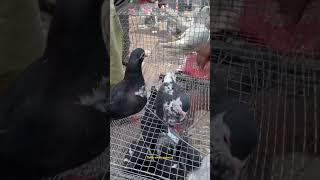 Jama masjid kabootar market delhi pigeon market Delhi white pigeons shorts #short #shorts