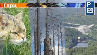 Harz: Dead Forest, Wild Cats, Dams, and Mines