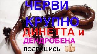 116  ЧЕРВИ КРУПНО  ДИНЕТТА И ДЕНДРОБЕНА ВЕНЕТА