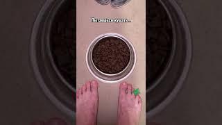 ПОВ: Ты проснулся на свидании с Чикатило #shorts #funny #comedy #memes