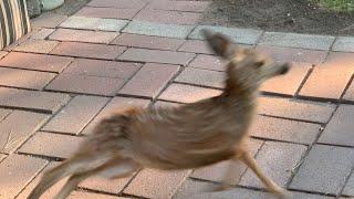 Fart frightens a fawn