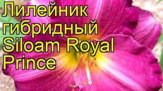 Лилейник гибридный Силоам Роял Принц. Краткий обзор, описание hemerocallis Siloam Royal Prince