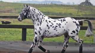 Knabstrupper / Sportaloosa stallion at stud - Lori's Flashpoint Af Lyn at Cayuse Sportaloosas