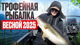Где искать рыбу весной ? Ловим трофейных судаков на Волге 2025.