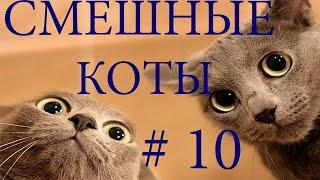 Самые Смешные Коты  . Приколы 2020 . Приколы С Котами #10