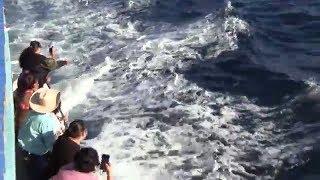 Whale Watching Cruise Tour, San Pedro, CA