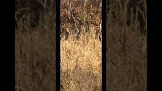 BIG BUCK BREEDING A DOE! #trending #viralvideo #youtubeshorts #shorts #short #youtube #deer #nature