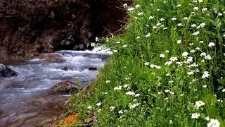 Forest stream. The source, The sound of the stream, The noise of the stream, The sounds of nature.