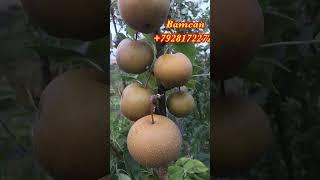 Зимняя азиатская груша Кикосуи.