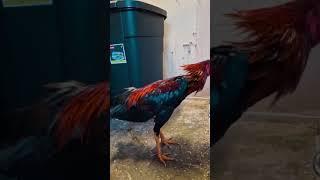 My hulken want to fight|shamo hint |oshamo | asil |rooster #farming #animals #pets