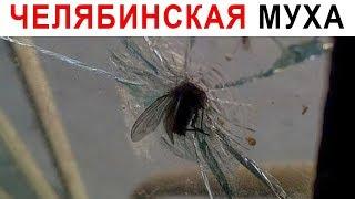 Лютые приколы. Супер муха