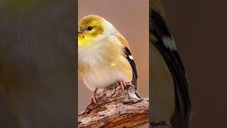 Top 3 Facts About Warbler #facts #fascinatingwildlife #top10facts #shorts #viralshorts